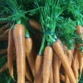 img carottes bottes